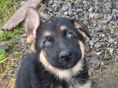 €500 German Shepherd puppies female in Tipperary