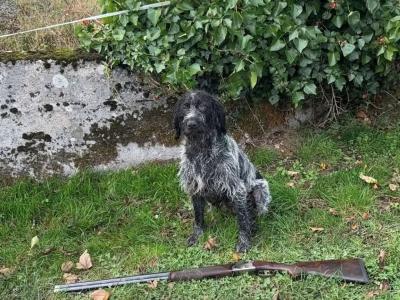 IKC Registered female German Wirehaired Pointer puppy in Offaly