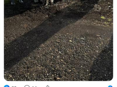 IKC Registered female German Wirehaired Pointer puppy in Offaly