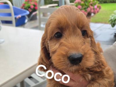 Cockapoo puppies in Wexford