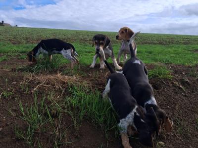 Beautiful Beagle puppies in Tipperary