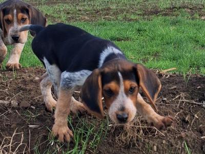 Beautiful Beagle puppies in Tipperary