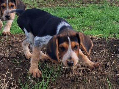 Beautiful Beagle puppies in Tipperary