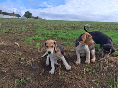 Beautiful Beagle puppies in Tipperary