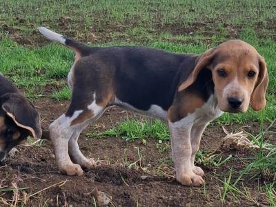 Beautiful Beagle puppies in Tipperary