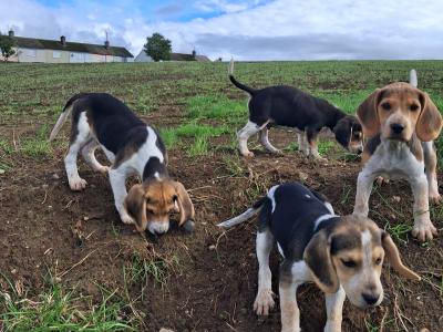 Beautiful Beagle puppies in Tipperary