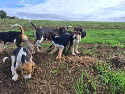 Beautiful Beagle puppies in Tipperary