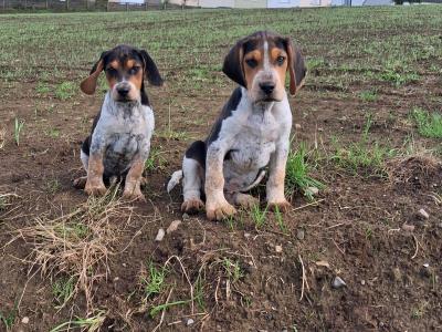 Beautiful Beagle puppies in Tipperary