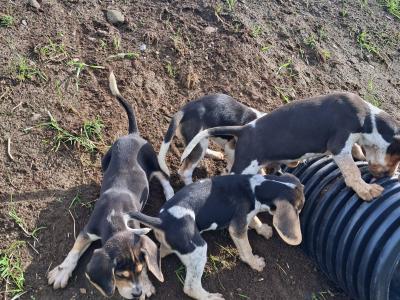 Beautiful Beagle puppies in Tipperary