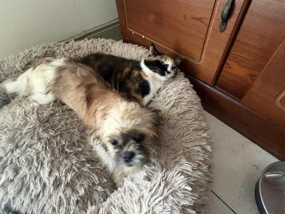 Friendly female Shih Tzu puppy in Westmeath