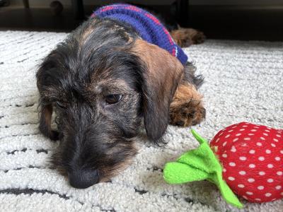 Pedigree Wire-Haired Dachshund Available for Stud 🐾