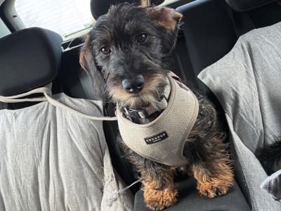 Pedigree Wire-Haired Dachshund Available for Stud 🐾