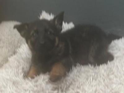 German Shepherd puppies in Mayo - 1 female left