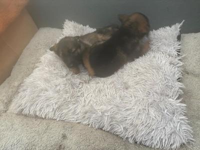 German Shepherd puppies in Mayo