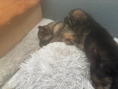 German Shepherd puppies in Mayo