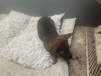 German Shepherd puppies in Mayo