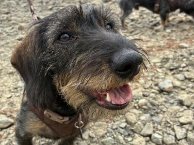 Pedigree Wire-Haired Dachshund Available for Stud 🐾