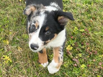 Beautiful female Border Collie puppy for sale in Wicklow