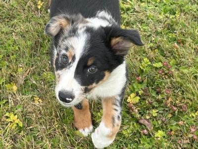 Beautiful female Border Collie puppy for sale in Wicklow
