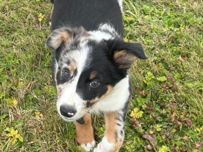 Beautiful female Border Collie pup for sale in Wicklow