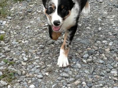 Beautiful female Border Collie pup for sale in Wicklow