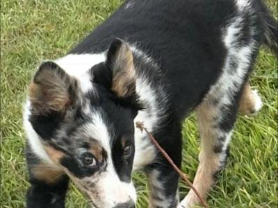 Beautiful female Border Collie pup for sale in Wicklow