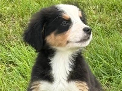 IKC Registered Bernese Mountain Dog pups in Wicklow