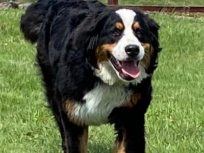 IKC Registered Bernese Mountain Dog pups in Wicklow