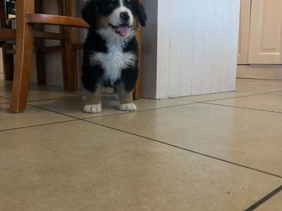 IKC Registered Bernese Mountain Dog pups in Wicklow
