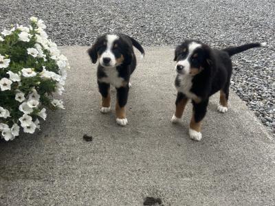 IKC Registered Bernese Mountain Dog pups in Wicklow