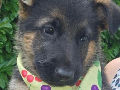 German Shepherd pups( ikc registration pending)