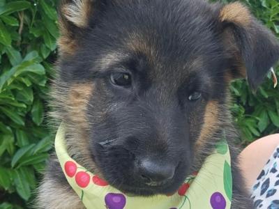 IKC Registered (pending) German Shepherd puppies in Offaly