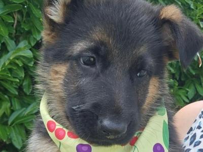 IKC Registered (pending) German Shepherd puppies in Offaly