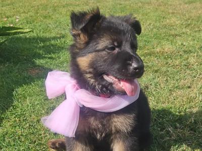 German Shepherd pups( ikc registration pending)
