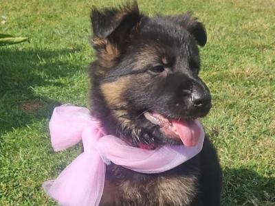 IKC Registered (pending) German Shepherd puppies in Offaly