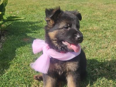 IKC Registered (pending) German Shepherd puppies in Offaly