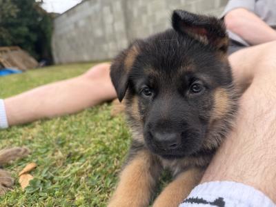 German Shepherd pups( ikc registration pending)