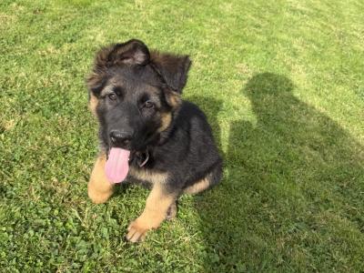 German Shepherd pups( ikc registration pending)