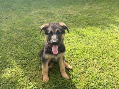 German Shepherd pups( ikc registration pending)