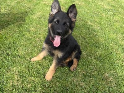 German Shepherd pups( ikc registration pending)