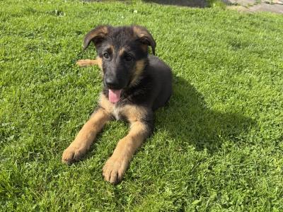 German Shepherd pups( ikc registration pending)