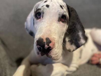 Female Great Dane puppy in Laois