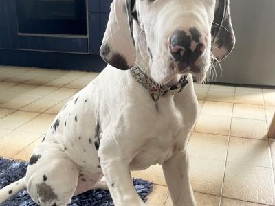Female Great Dane puppy in Laois