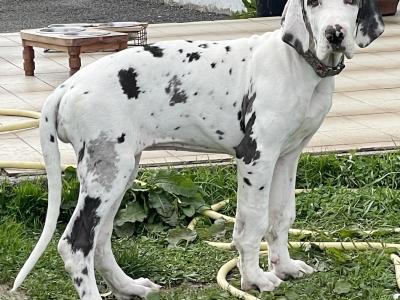 Female Great Dane puppy in Laois