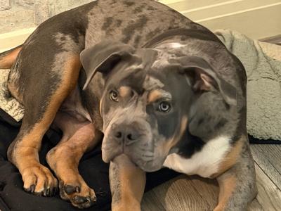 Tri Blue Merle male American Bully puppy - Friendly, Leash Trained, Indoor Raised - in Dublin