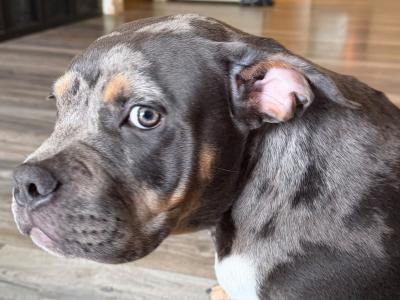 Tri Blue Merle male American Bully puppy - Friendly, Leash Trained, Indoor Raised - in Dublin