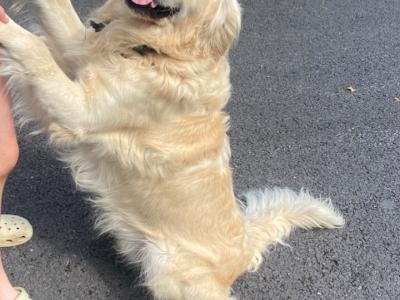 IKC Registered Friendly Golden Retriever for stud in Laois