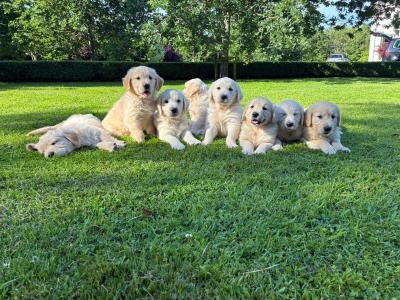 IKC Registered Friendly Golden Retriever for stud in Laois