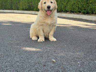 IKC Registered Friendly Golden Retriever for stud in Laois