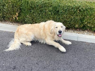 IKC Registered Friendly Golden Retriever for stud in Laois